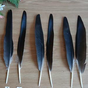 Pióra ze skrzydeł kruka: nietestowane na zwierzętach, naturalne – sztuka, rzemiosło, magia