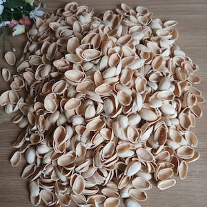 Può includere: Un grande mucchio di gusci di pistacchio vuoti, di colore beige chiaro, con un interno liscio e curvo e un esterno legnoso e strutturato. I gusci sono sparsi in un denso ammasso, mostrando varie forme e dimensioni dei rivestimenti.