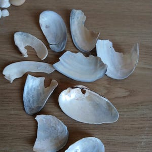 May include: A collection of various broken and whole iridescent seashell fragments in shades of white, cream, and light grey. The shells exhibit smooth, pearlescent interiors with irregular edges and natural textures, scattered across the frame.
