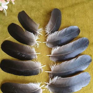Natural Grey Crow Feathers: Craft & Art Supply, Set of 10