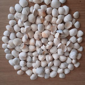 Könnte beinhalten: Eine große Ansammlung kleiner, cremeweißer Herzmuscheln mit ausgeprägter Rippenstruktur. Die Muscheln variieren leicht in Größe und Form, wobei einige dezente Nuancen von Hellbraun oder Grau aufweisen und in einer dichten Gruppe angeordnet sind.