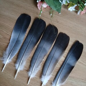 Waldtaubenschwanzfedern: Natürliches Bastelzubehör (5er Set)