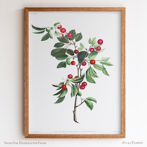 Cherry Botanical Illustration | Vintage Fruit Wall Art | Victorian Kitchen or Dining Room Decor | 2VP
