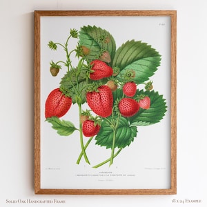 Strawberry Botanical Print: Vintage Kitchen Wall Art in Solid Oak Frame