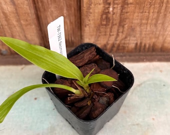 Neomoorea wallisii