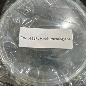 May include: A round, clear plastic container sealed in a transparent plastic bag. A white rectangular label is affixed to the center of the lid, featuring the black printed text: TW-6113FL Vanda roeblingiana. The contents inside are dark and indistinct.