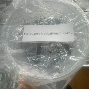 Puede incluir: Un recipiente de plástico transparente sellado en una bolsa de plástico, con una etiqueta blanca que muestra el texto TW-5039FL Neobathiea filicornu. El interior del recipiente presenta gotas de condensación en la superficie.