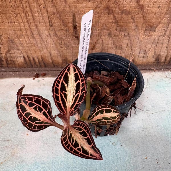 Jewel Orchid Anoectochilus albo-lineatus (variegated leaves)