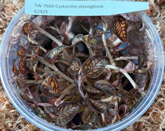 FRASCO Cystorchis stenoglossa JÓIA ORQUÍDEA