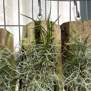 May include: Three air plants are mounted on wooden planks with metal hooks. The plants are hanging against a white wire fence.