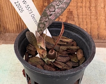 Peut inclure: Une petite plante aux feuilles marbrées et aux nervures sombres, plantée dans un pot en plastique noir ajouré rempli d'écorces brunes. Une étiquette blanche rectangulaire est insérée dans le terreau avec le texte TW-5573 Oeceo 22026.