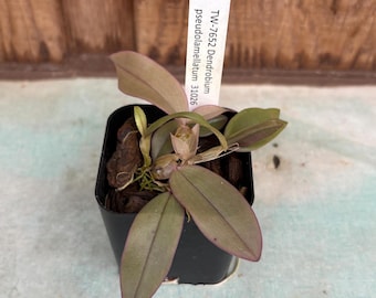 Peut inclure: Une petite orchidée Dendrobium pseudolamellatum dans un pot en plastique noir carré avec un substrat d'écorce. Une étiquette blanche est insérée dans le terreau, portant le texte imprimé TW-7652 Dendrobium pseudolamellatum 31026.