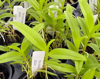 Epidendrum cinnabarinum