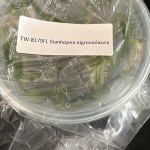 May include: A clear plastic container filled with green plant leaves, sealed with a transparent plastic film. A white rectangular label is attached to the top, featuring the black printed text: TW-8179FL Stanhopea nigroviolacea.