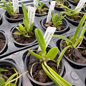 Laelia (jongheana x lucasiana)