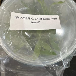 May include: A clear plastic container with a green plant inside. The container has a white label with the text "TW-7703FL C. Chief Gem 'Red Jewel'".