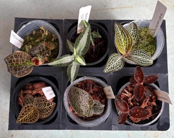 Jewel Orchid 6 Pack Sampler