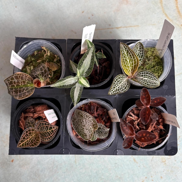 Jewel Orchid 6 Pack Sampler