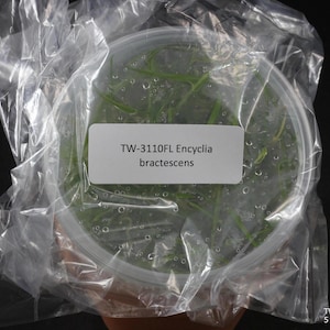 Pode incluir: Um recipiente de plástico transparente contendo mudas de plantas verdes em um meio de gel, envolto em um saco plástico amassado. Uma etiqueta retangular branca na tampa diz TW-3110FL Encyclia bractescens. O recipiente está selado.
