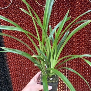 May include: A potted plant with long, slender, pointed green leaves featuring light yellow edges. The plant is housed in a small, square black plastic container filled with soil and small white pebbles, displaying a vibrant and healthy appearance.