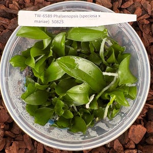 FLASK Phal. (speciosa x mariae)