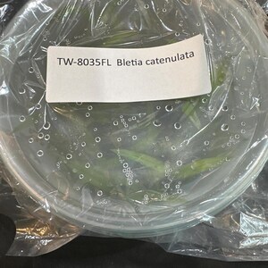 May include: A round, clear plastic container filled with green plant seedlings, sealed inside a transparent plastic bag. A white rectangular label is affixed to the top, featuring the black printed text: TW-8035FL Bletia catenulata.