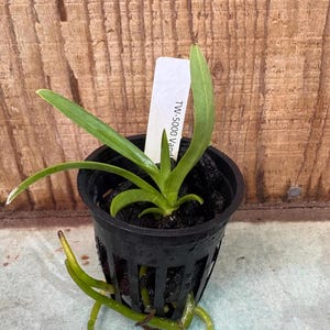 May include: A young green orchid plant with long, slender leaves potted in a black plastic slotted nursery container. A white rectangular plant marker is inserted into the dark potting medium, clearly displaying the printed text TW-5000 Vanda.