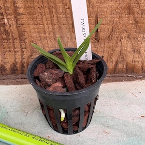 May include: A small green plant with narrow leaves potted in a black slotted plastic container filled with dark brown bark chips. A white plant marker with the text TW-8157 is inserted into the bark. A green marker with 0.8 MM text is visible.
