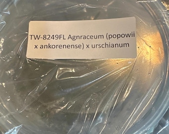FLASK Angraecum (popowii x ankorenense) x urschianum
