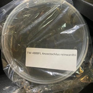 May include: A round, clear plastic container sealed inside a transparent plastic bag. A white rectangular label is affixed to the front, featuring the black printed text: TW-4888FL Anoectochilus reinwardtii. The contents appear dark and organic.