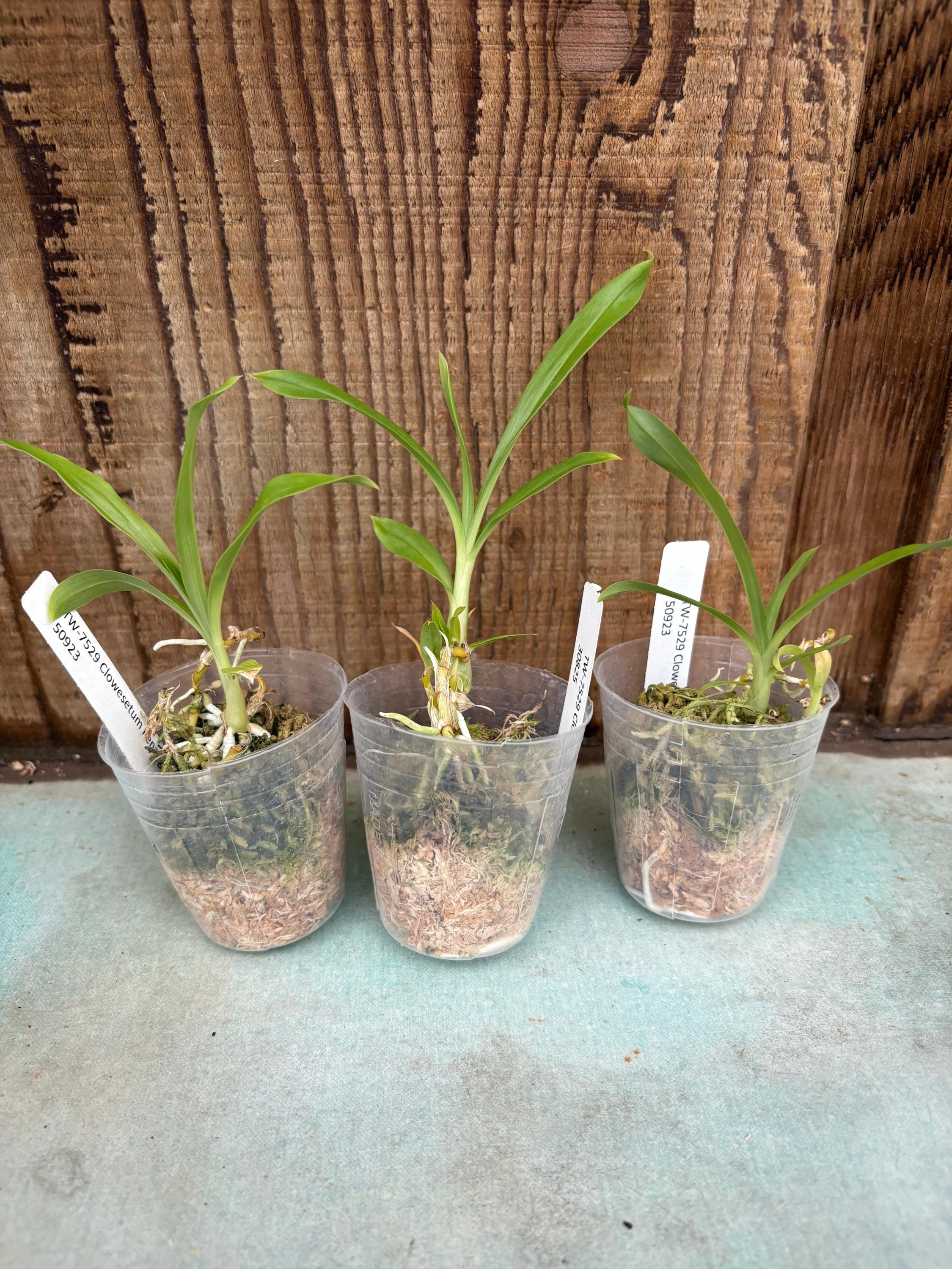 【中古】 山ながし Penang Waltz Clowesetum – Orchid - Orchids Pseudobulb] 檳城華爾滋