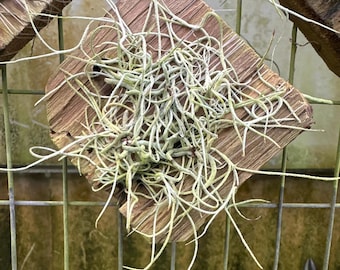 Dendrophylax lindenii