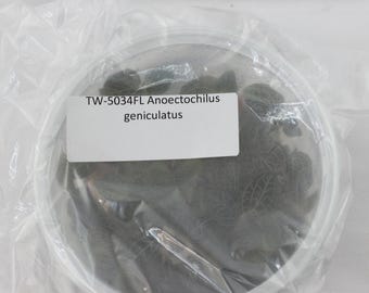FLASK Anoectochilus geniculatus JEWEL ORCHID