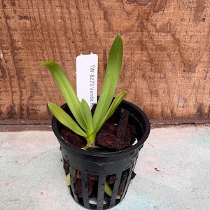May include: A small green Vanda orchid plant potted in a black plastic slotted nursery pot filled with dark brown bark chips. A white rectangular plant identification tag is inserted into the potting medium with the text TW-8273 Vanda he.