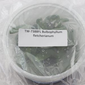 FLASK Bulbophyllum fletcherianum