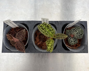 Könnte beinhalten: Drei kleine Juwelorchideen in durchsichtigen Kunststofftöpfen in einer schwarzen Kunststoffschale. Jede Pflanze hat markante Blätter mit komplexen Aderungsmustern in Kupfer-, Limettengrün- und Waldgrüntönen sowie weiße Pflanzenstecker.