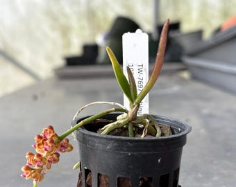 Peut inclure: Une petite orchidée dans un pot en plastique noir ajouré avec du substrat d'écorce. La plante a des feuilles vertes et une tige arquée portant une grappe de petites fleurs orange et roses. Une étiquette blanche avec le texte TW-7697 est insérée.