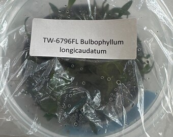 FLASCHE Bulbophyllum longicaudatum