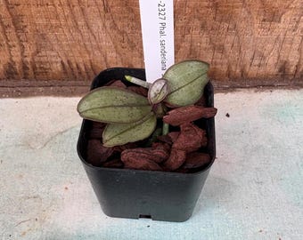Peut inclure: Une petite orchidée aux feuilles tachetées de vert et de violet, plantée dans un pot carré noir rempli d'écorces brunes. Une étiquette blanche est insérée dans le terreau avec l'inscription TW-2327 Phal. sanderiana.
