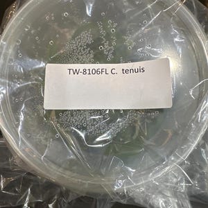 May include: A round, clear plastic container with a lid, containing green plant tissue inside. The lid is covered in condensation droplets. A white rectangular label is affixed to the top, printed with the black text: TW-8106FL C. tenuis.