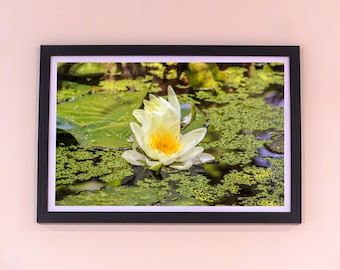 White Water Lily | 12 in x 18 in (18 x 12) Unframed Photography Print | Satin Finish | Home Decor | Pond | Michigan | Nature Photography
