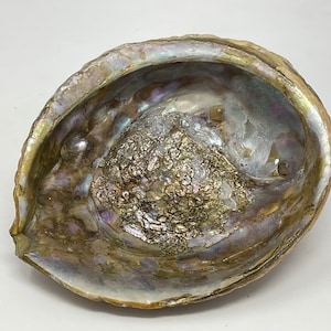 Vintage Large Footed Abalone Shell Bowl. Over 6 inches.
