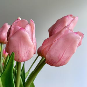 K&ouml;nnte beinhalten: Ein B&uuml;ndel zartrosa Tulpen mit feiner, dunkelrosa &Auml;derung auf den Bl&uuml;tenbl&auml;ttern. Die Bl&uuml;ten sitzen auf glatten gr&uuml;nen Stielen und haben leuchtend gr&uuml;ne Bl&auml;tter an der Basis, was ein realistisches Aussehen mit subtilen Farbverl&auml;ufen erzeugt.