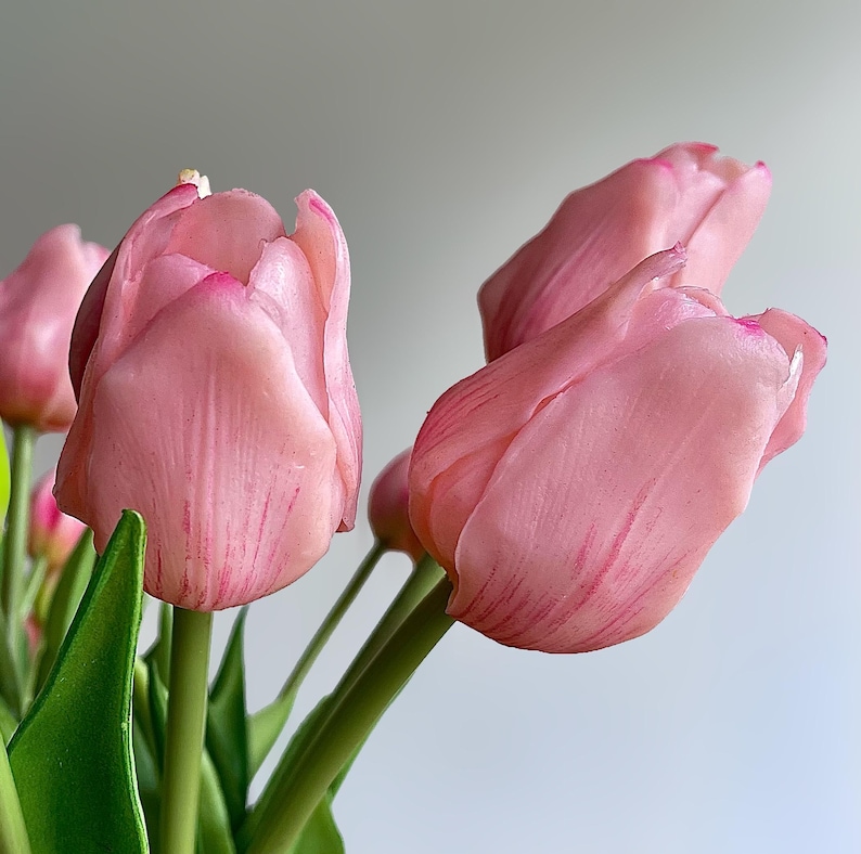 K&ouml;nnte beinhalten: Ein B&uuml;ndel zartrosa Tulpen mit feiner, dunkelrosa &Auml;derung auf den Bl&uuml;tenbl&auml;ttern. Die Bl&uuml;ten sitzen auf glatten gr&uuml;nen Stielen und haben leuchtend gr&uuml;ne Bl&auml;tter an der Basis, was ein realistisches Aussehen mit subtilen Farbverl&auml;ufen erzeugt.