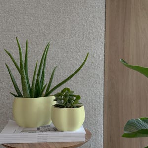 Könnte beinhalten: Zwei Topfpflanzen, eine Aloe Vera und eine Sukkulente, stehen auf einem Stapel Bücher auf einem kleinen Holztisch. Die Pflanzen befinden sich in hellgelben, abgerundeten Töpfen. Der Hintergrund zeigt eine strukturierte graue Wand und eine Holztafel.