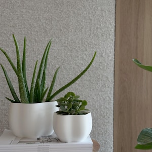 Può includere: Due vasi in ceramica bianca con bordi ondulati, uno con una pianta grassa verde e l'altro con una pianta di aloe vera verde. I vasi sono appoggiati su una pila di libri su un tavolo di legno.
