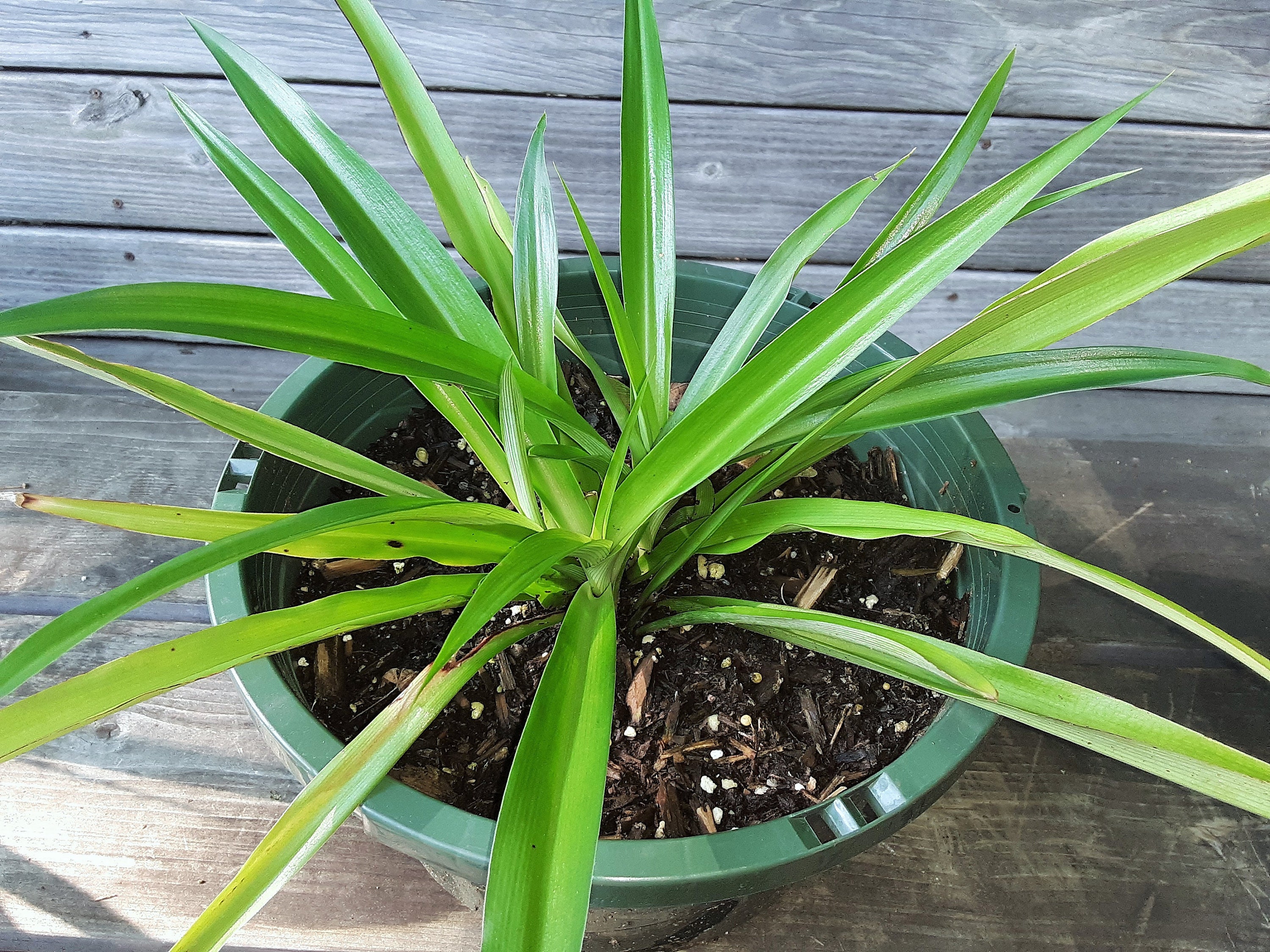 48 Home Grown LIVE SPIDER PLANT Solid Green Hanging Etsy