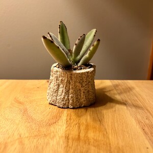 May include: A small succulent plant with green, fuzzy leaves and brown tips, potted in a textured, light-colored, cylindrical container. The plant sits on a wooden surface.