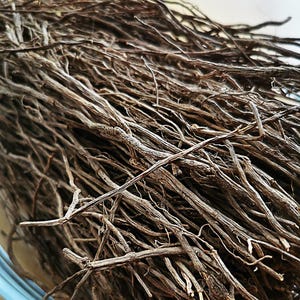 Raw Chilcuague Root – Aztec Golden Root, Mexican Botanical