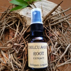 Spray Chilcuague, estratto botanico di radice d&#39;oro azteca, Heliopsis Longipes, prodotto artigianalmente in Portogallo